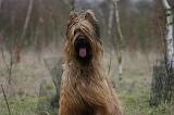 BRIARD 275